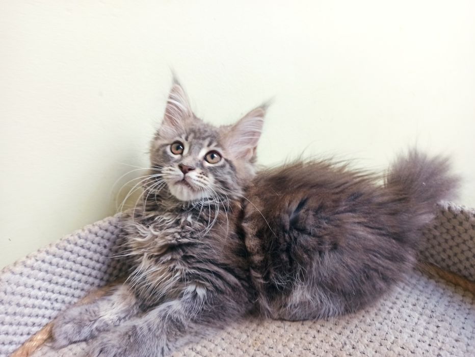 Maine Coon-koteczka po Championie