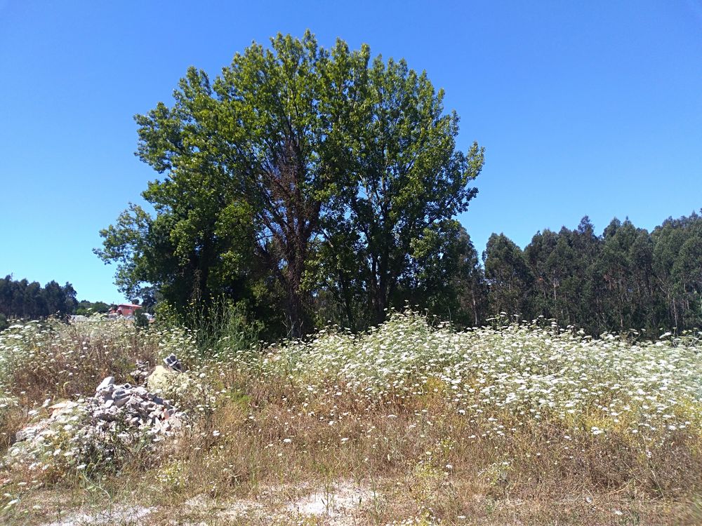 Terreno em Árvore