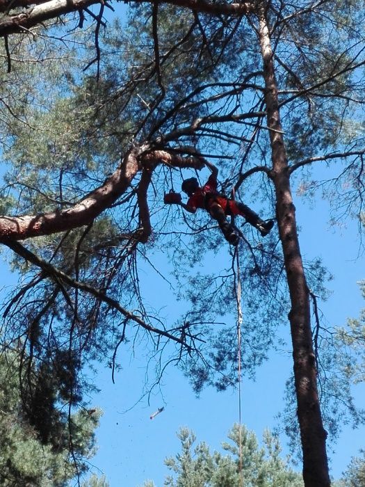 Drzewo drewno liściaste kominkowe  opałowe ksawerów Aleksandrów Łódź