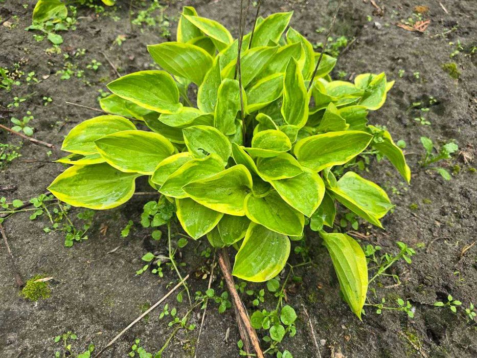 Хоста великого розміру