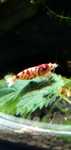 Krewetki fancy red tiger dostawa Gratis