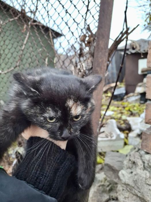 котик, кошеня, кіт