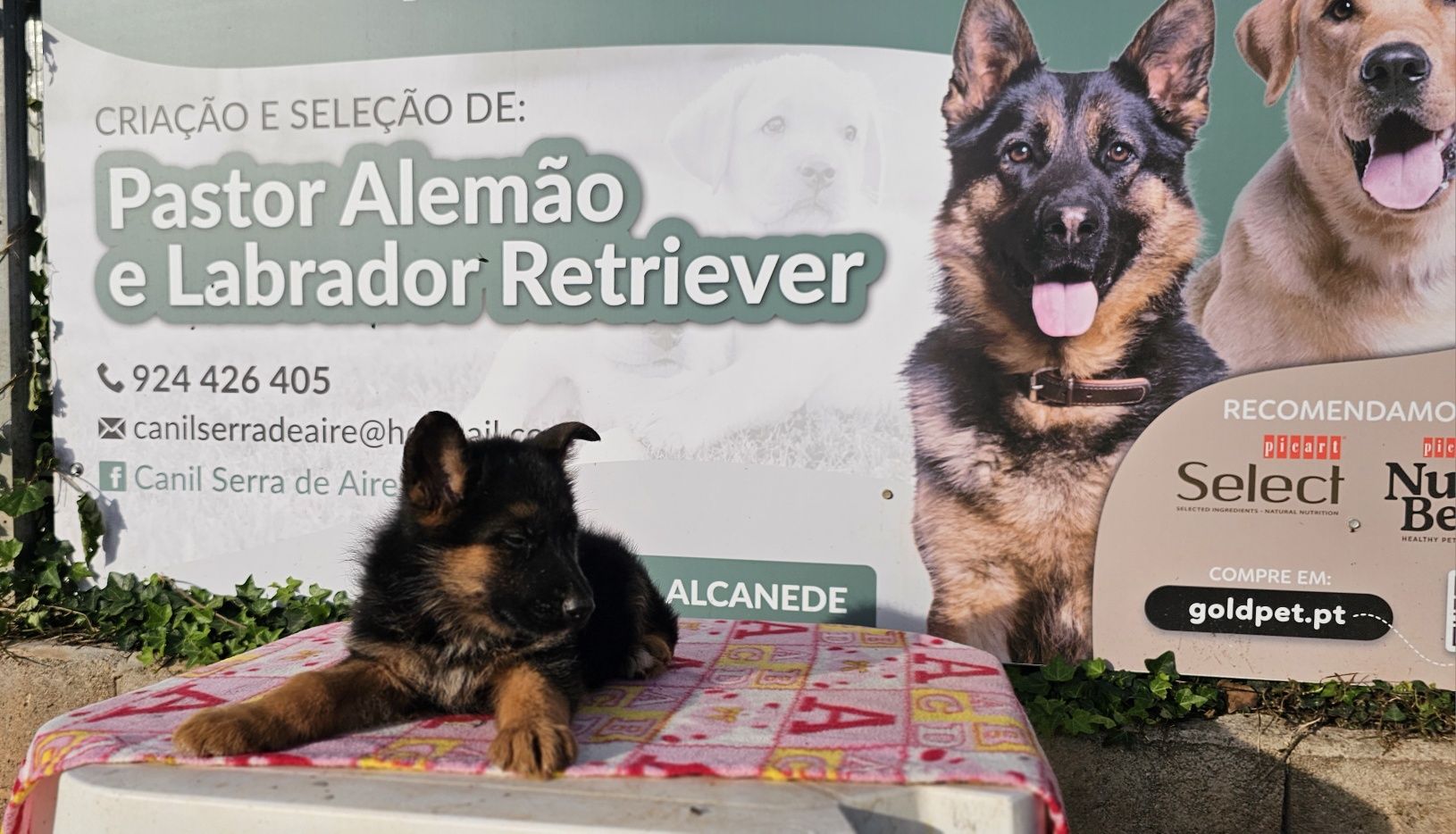 Pastor alemão   com pedigre