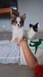 Piękny piesek Papillon