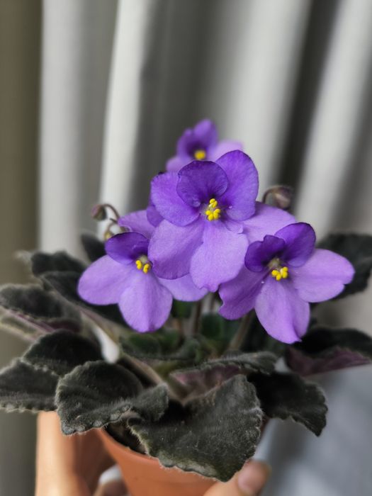 Фіалка квітуча доросла