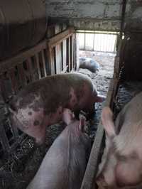 Продам свиней вигодовуванні на натуральних кормах