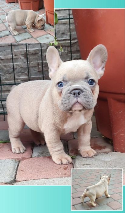 Уххх какой красотун мини мальчик голубопалевый