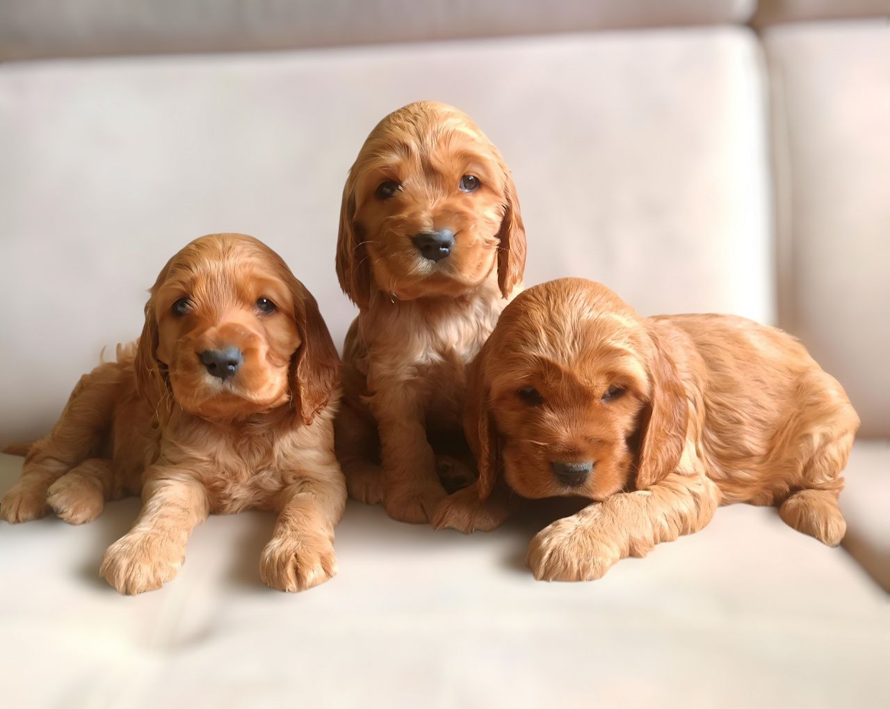 Śliczny cocker spaniel