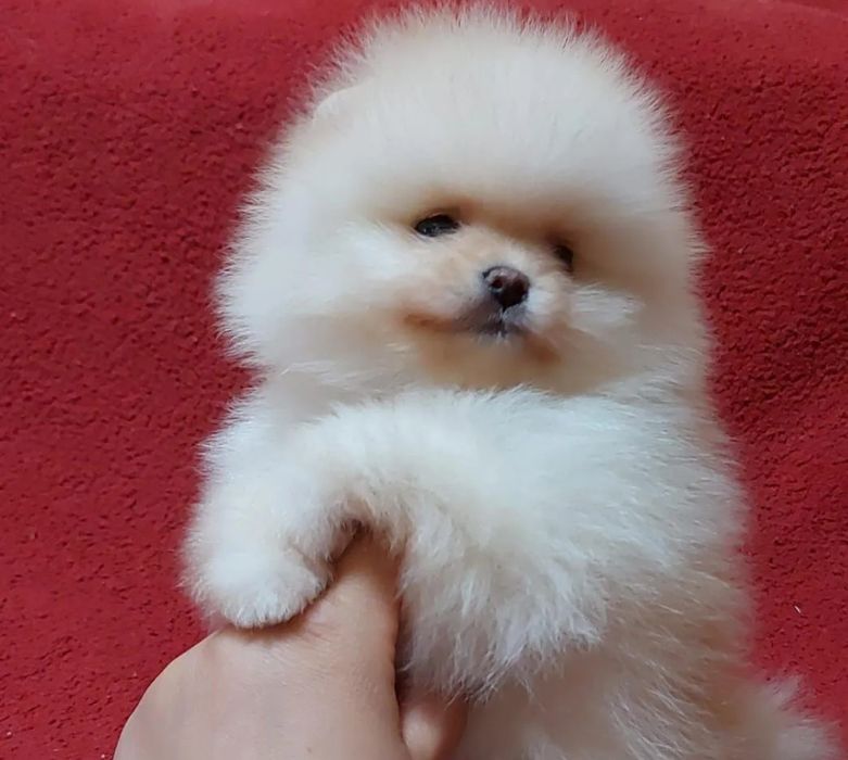 Шикарные крохи шпицы