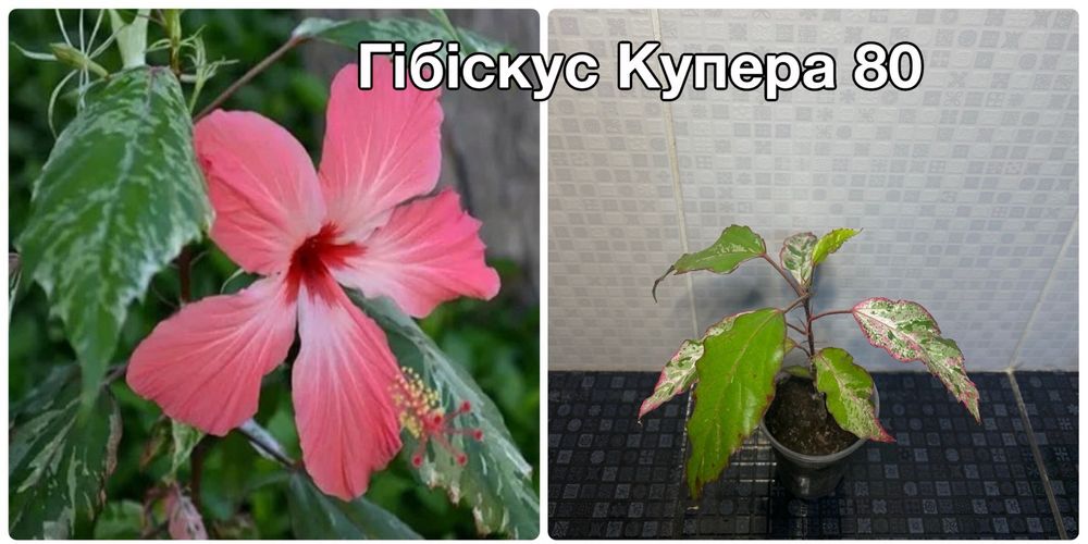 Жасмін Месні, циперус , сансевієрії та ін.