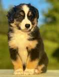 Amerykański owczarek miniaturowy- MAS - Mini Aussie- piesek FCI