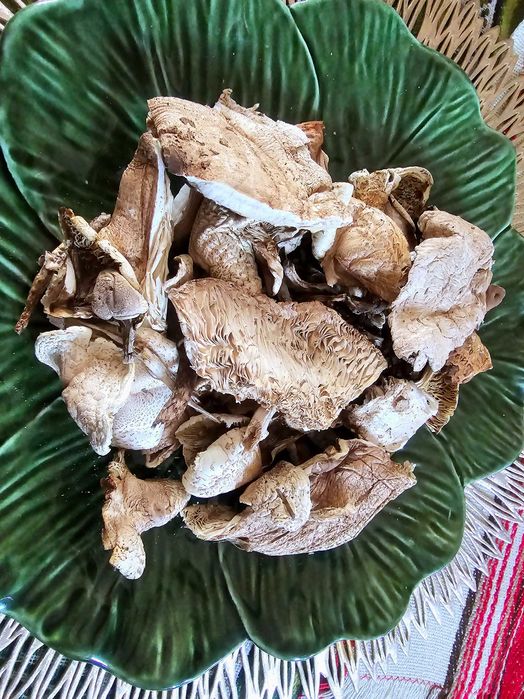 Grzyby suszone od Grzyboznawcy, ATEST, Czubajka Kania, susz 100 gr