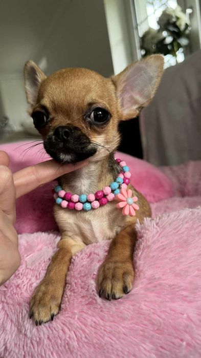 Chłopczyk Chihuahua Brązowy z Rodowodem Tommy