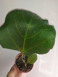 Фикус Васта (Ficus Vasta)