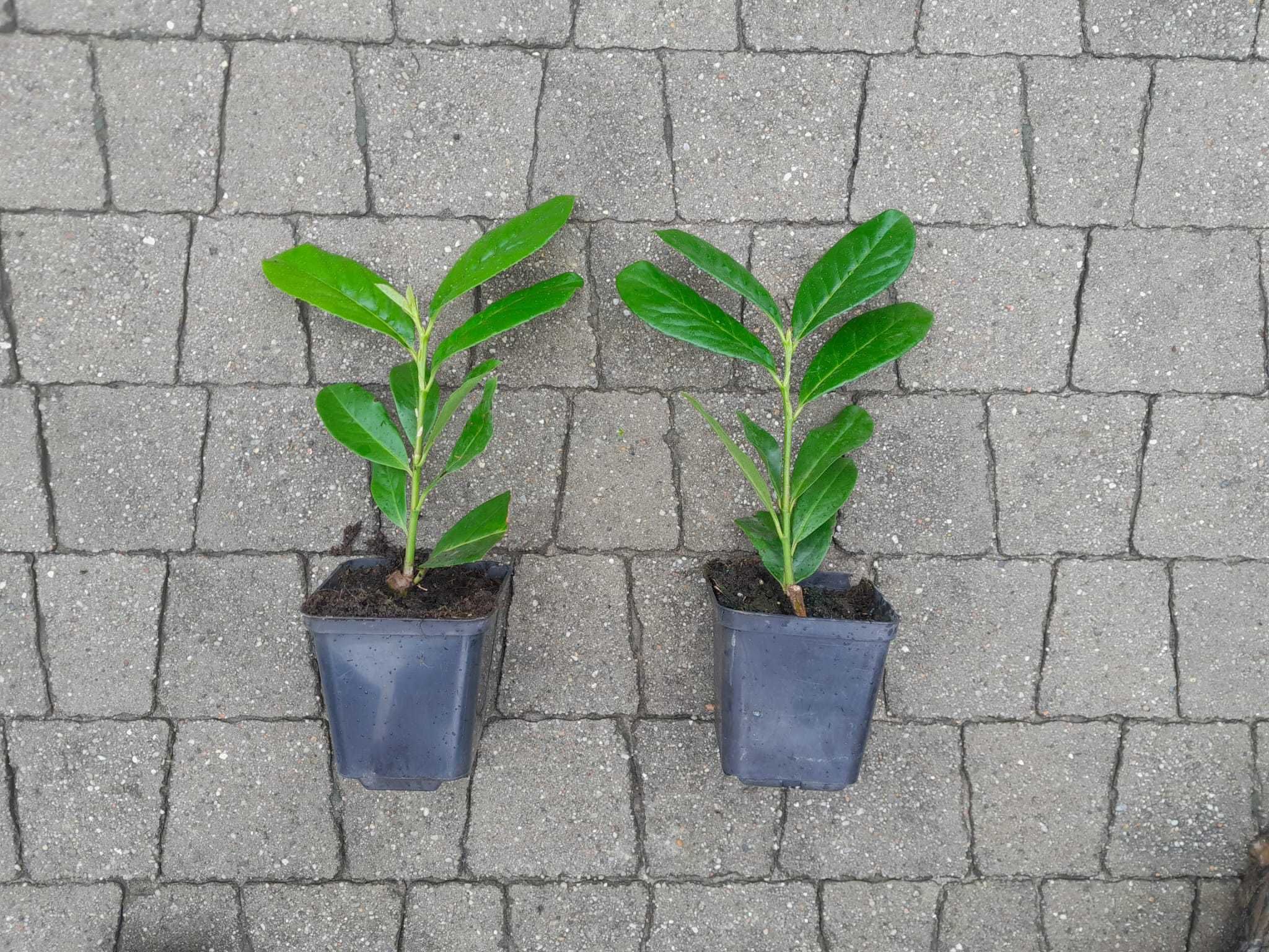 Prunus! Laurowiśnia wschodnia! 200cm! Novita! Caucasica! Rotundifolia!