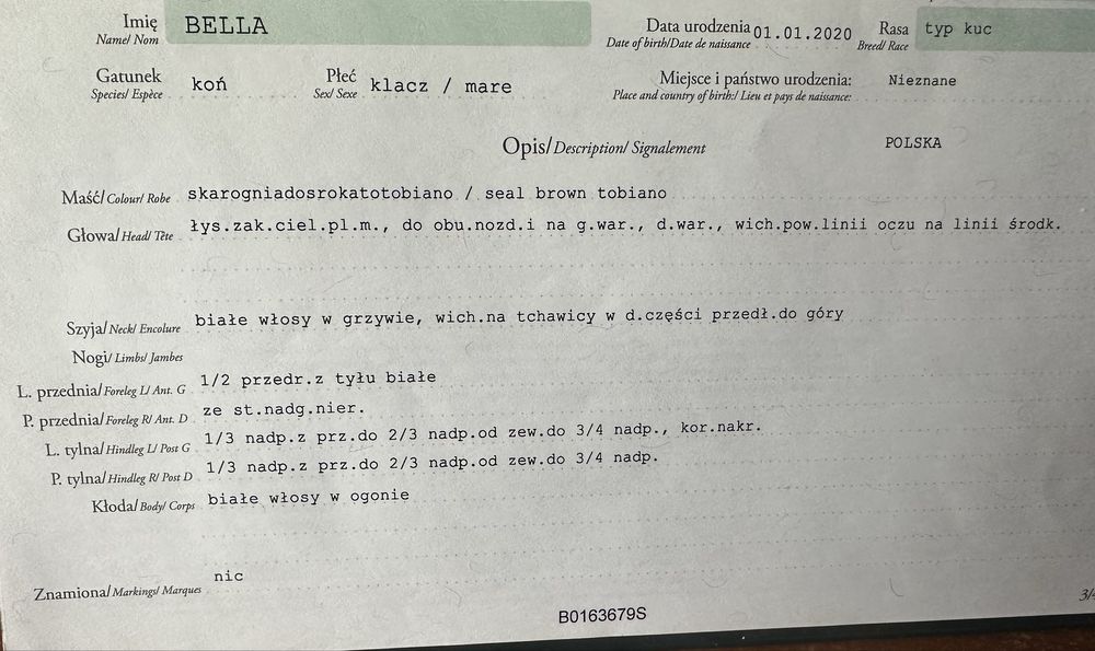 Kuc klacz na sprzedaz