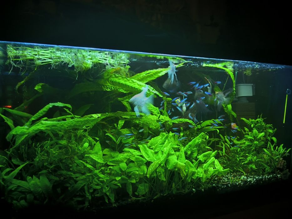 Аквариум природа 200л