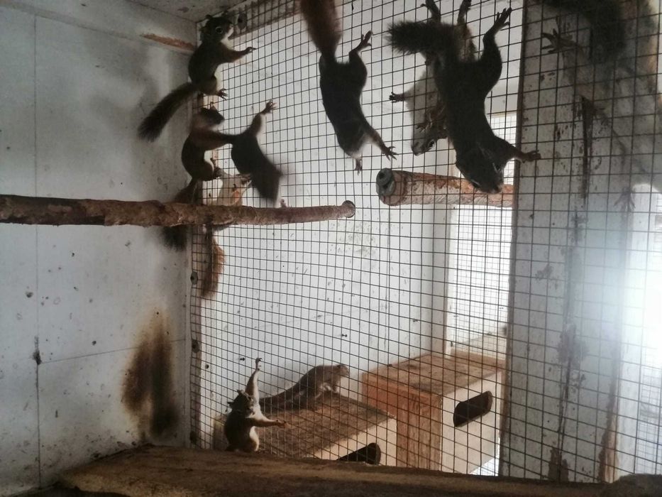 Sprzedam wiewiórki Hudson