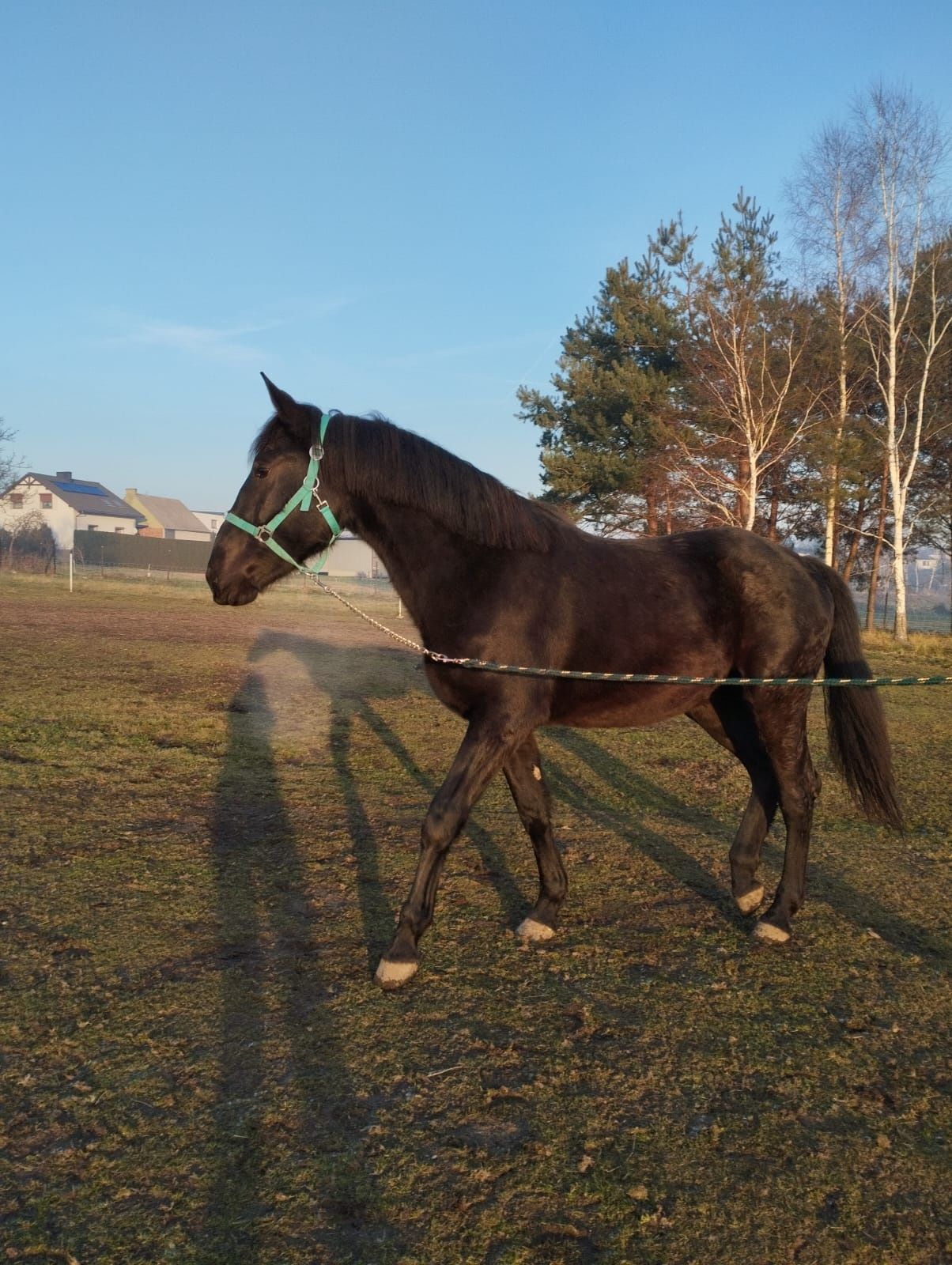 Sprzedam klacz rasy slaskiej