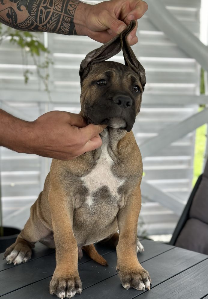 Szczeniaki Cane Corso Italiano FCI