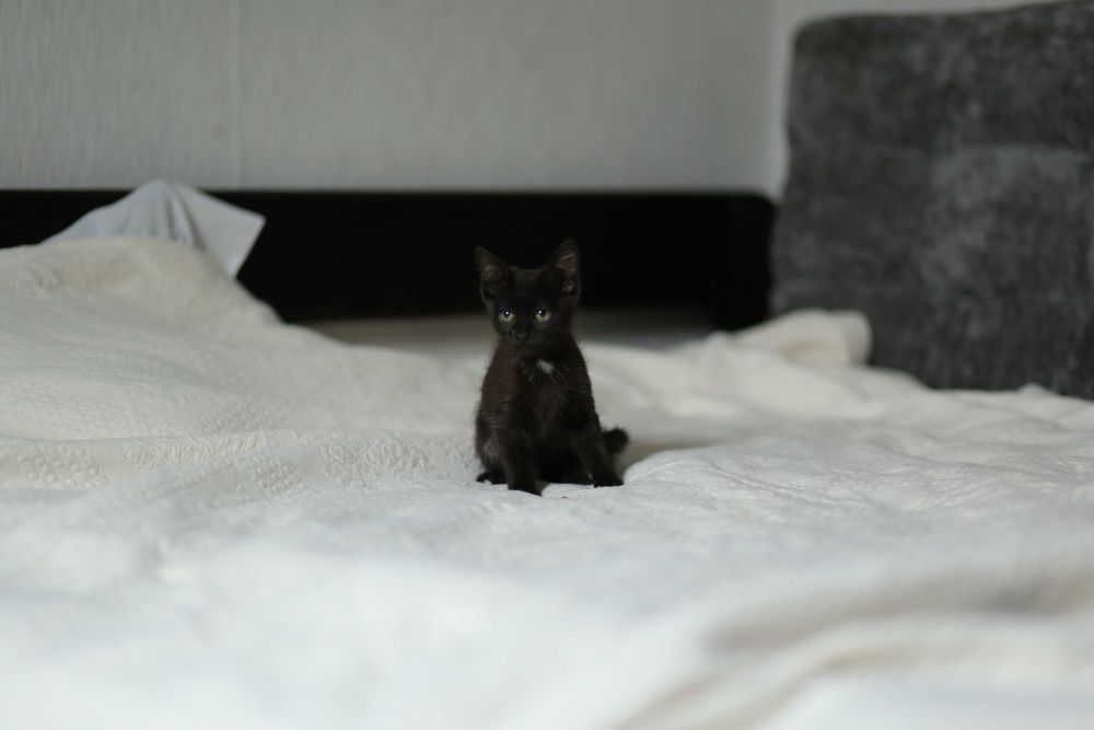 Котик, кошеня, кіт