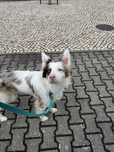 Border Collie para acasalamento