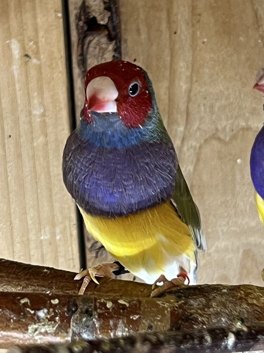 Amadyna wspaniała - samiec 2025 r