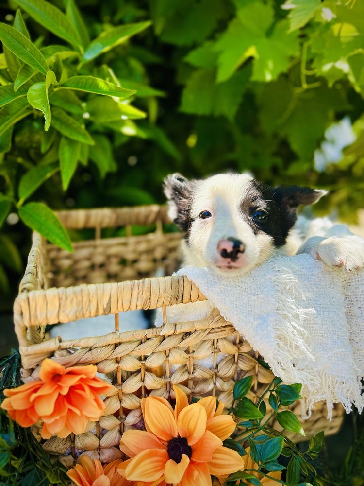 Menino border collie preto e branco