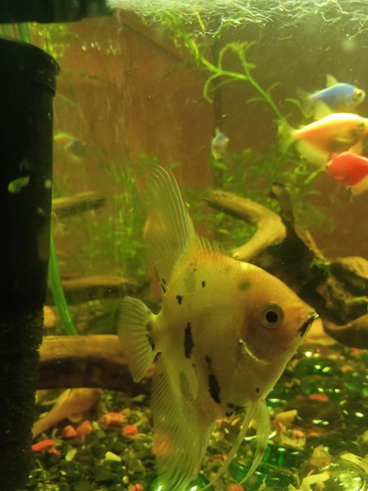 Akwarium 60l z rybkami filtrem i napowietrzaczem