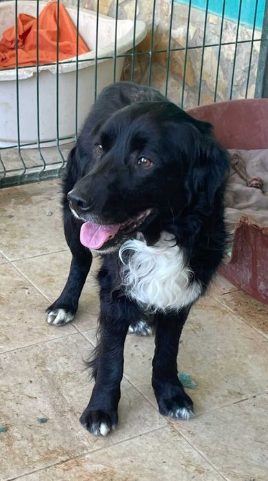 Panda - Para Adopção