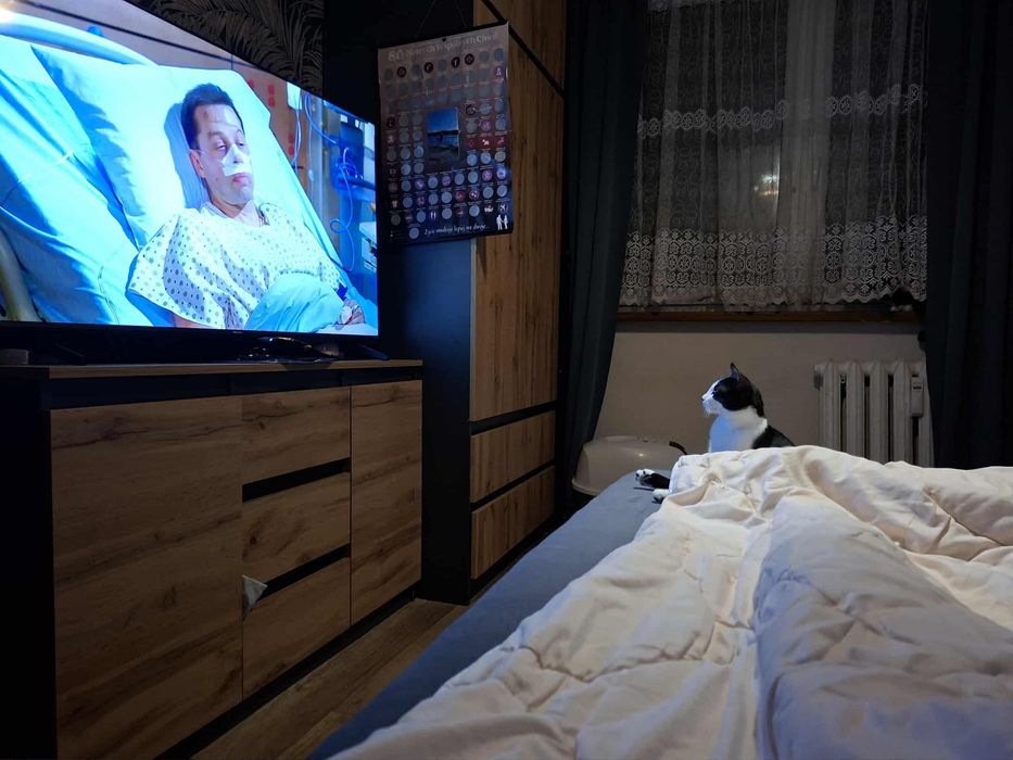 Pepe szuka swojego domu