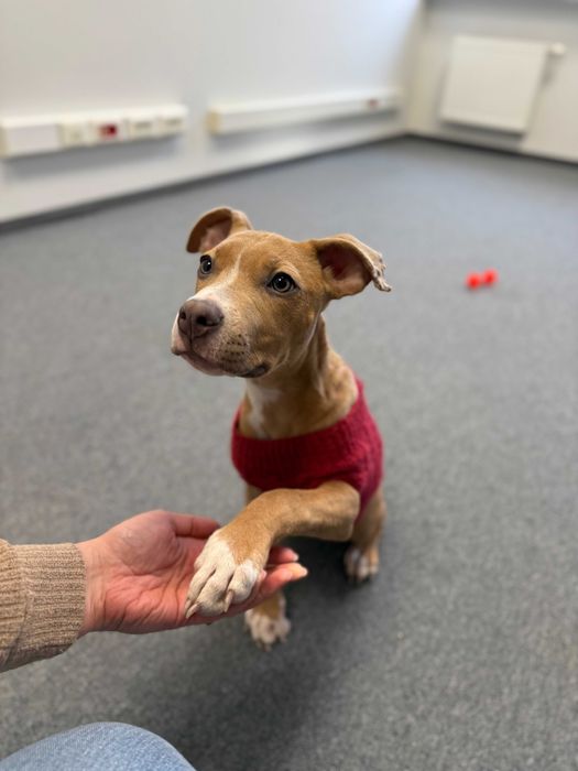 Carmen - suczka w typie rasy pitbull szuka domu tymczasowego!