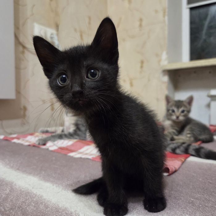 Котёнок, мальчик, 1.5 мес, очень нужен дом и любящий человек
