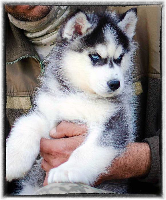 Хаскі з родоводом КСУ.актуальні фото.