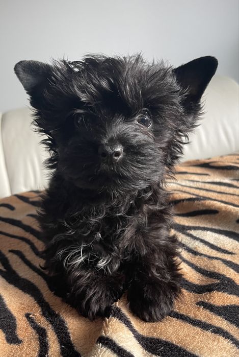 Yorkshire Terrier piesek czarny