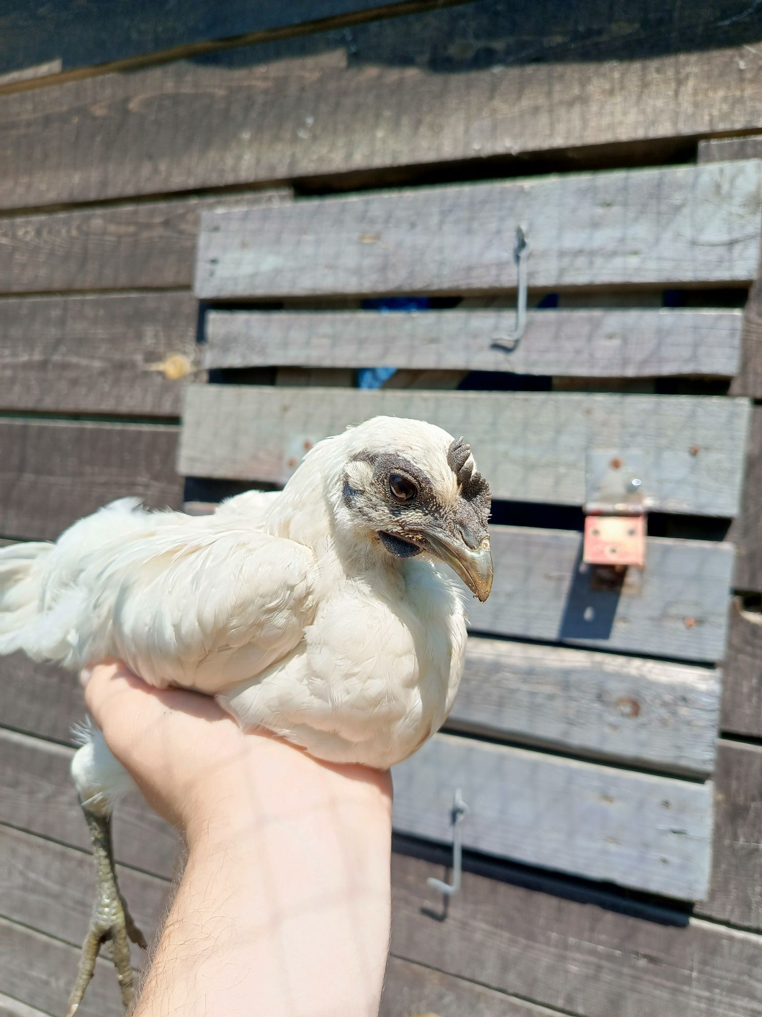 Młody kogut ayam cemani x leghorn tzw. "Zombie chicken"