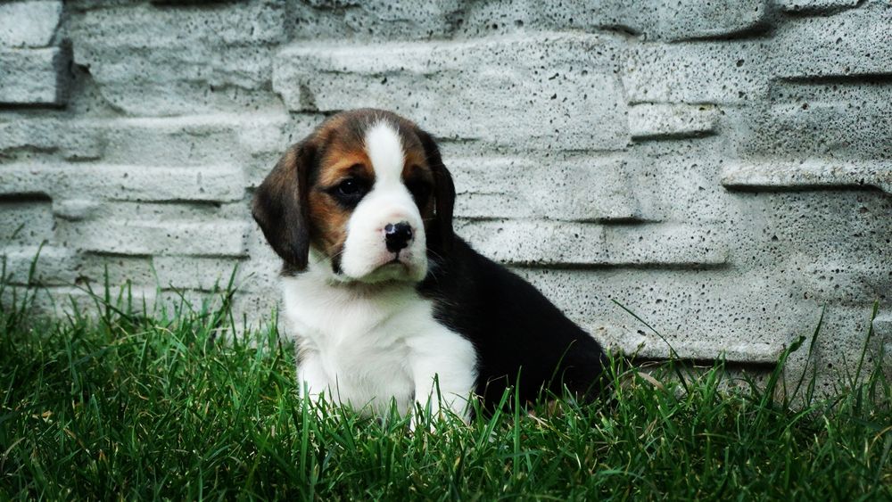 Beagle piesek z rodowodem