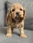 Suczka American cockapoo - spaniel amerykański & pudel