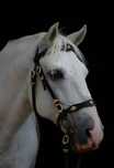 Gratiss Cavalo Lusitanoo