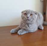 Scottish  fold macho  lilás