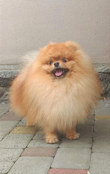 Очень красивый мальчик померанского шпица.