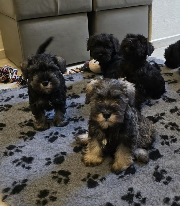 Sznaucer Miniaturowy