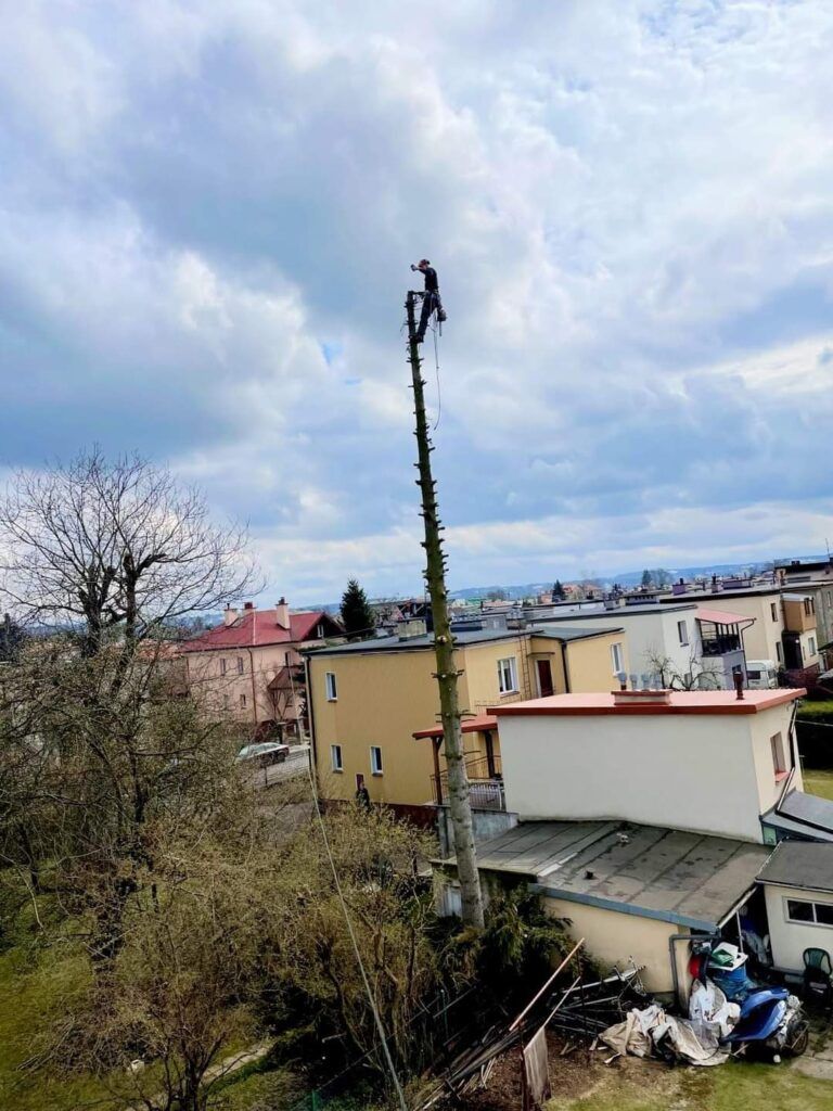 Alpinistyczne usuwanie trudnych drzew. Arborysta arborystyka. Koszenie