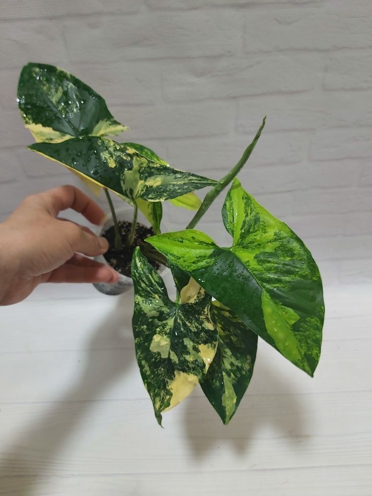 Сингониум Podophyllum Ayrea var.