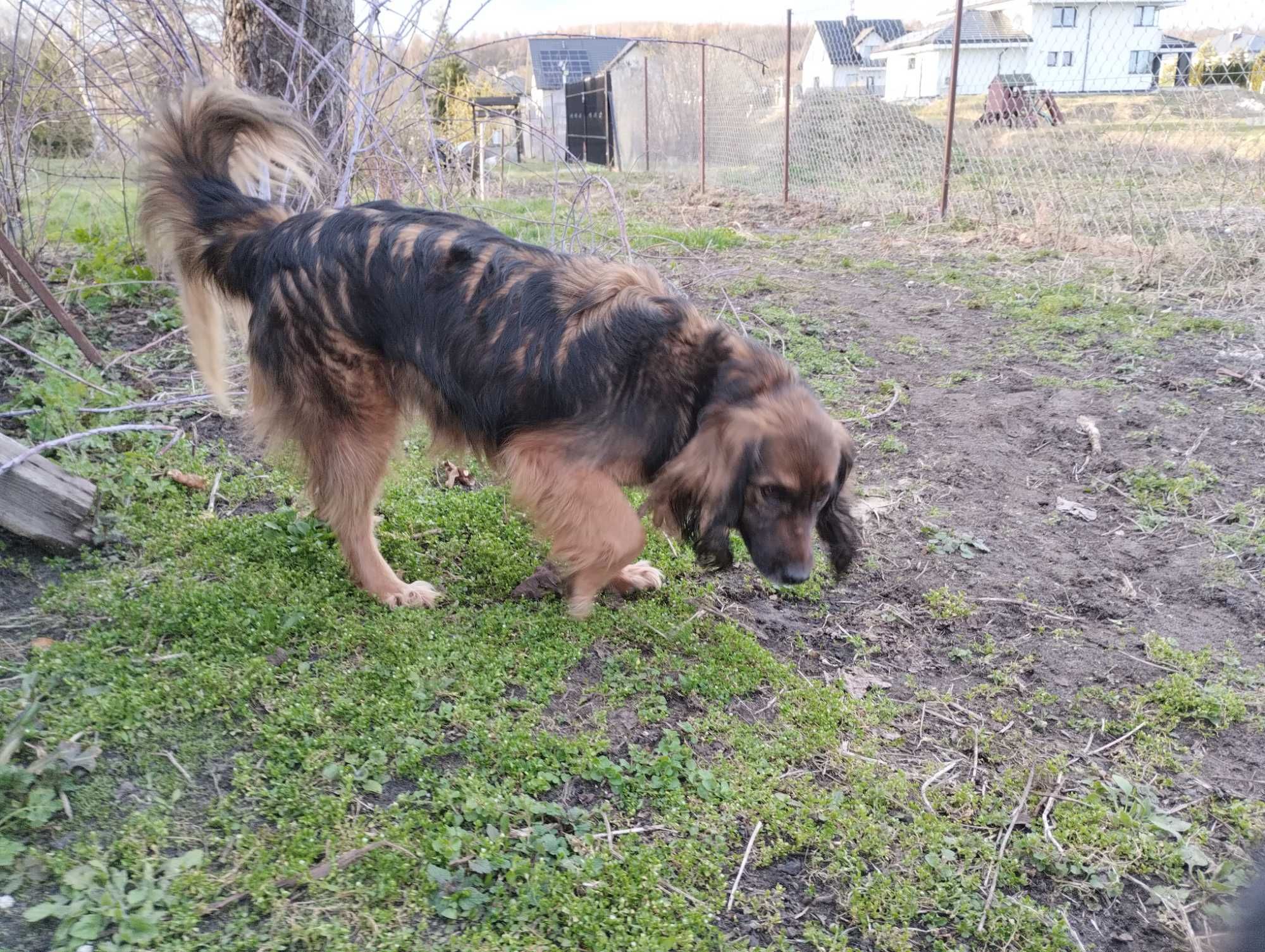 suczka do oddania w dobre ręce