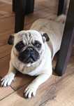 Mops Kennel Club
