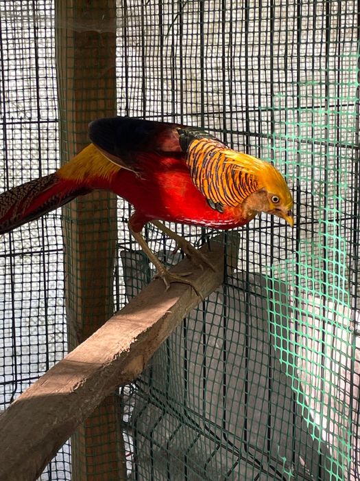 Bażant złoty drób ozdobny