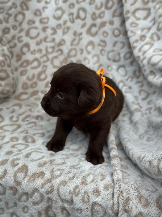 Шоколадки, бронь