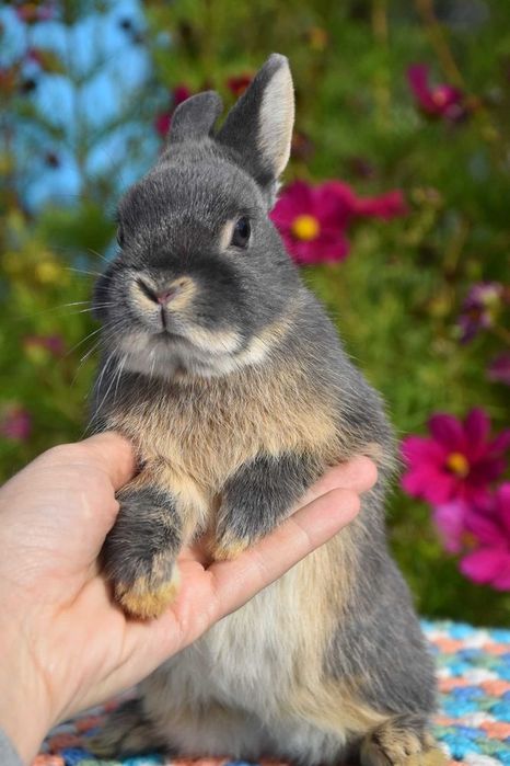 Karzełek niderlandzki / do kg w dorosłości
