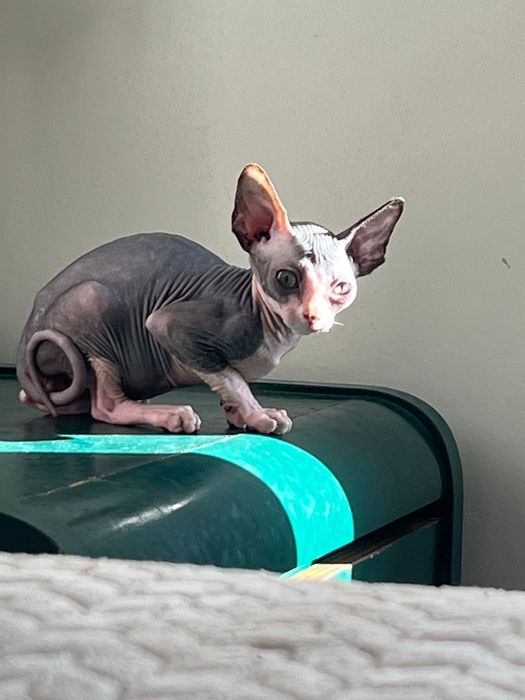 Gato sphynx macho
